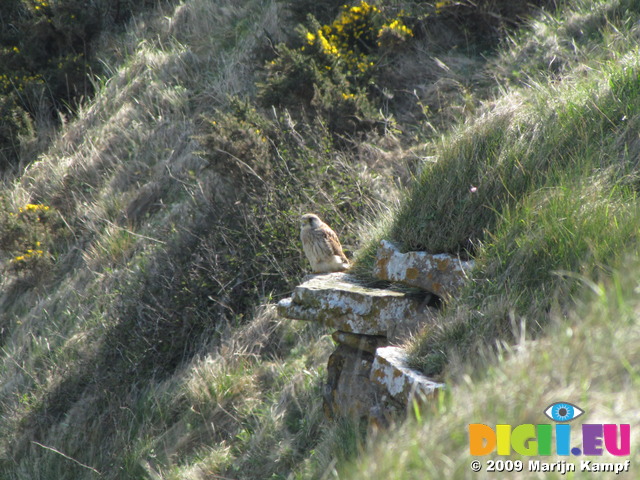 SX05097 Kestrel (Falco tinnunculus) perched on rock